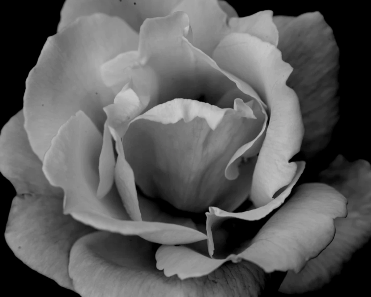 BIOBN, media: Home (Fig. 11)