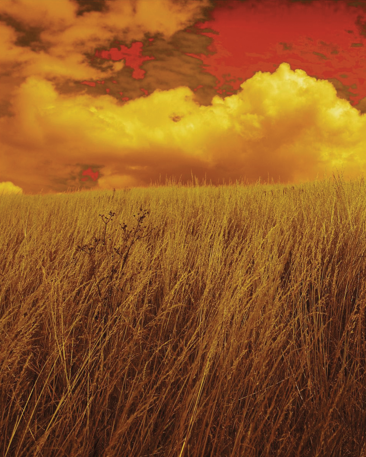 BIOBN, media: Home (Fig. 12)