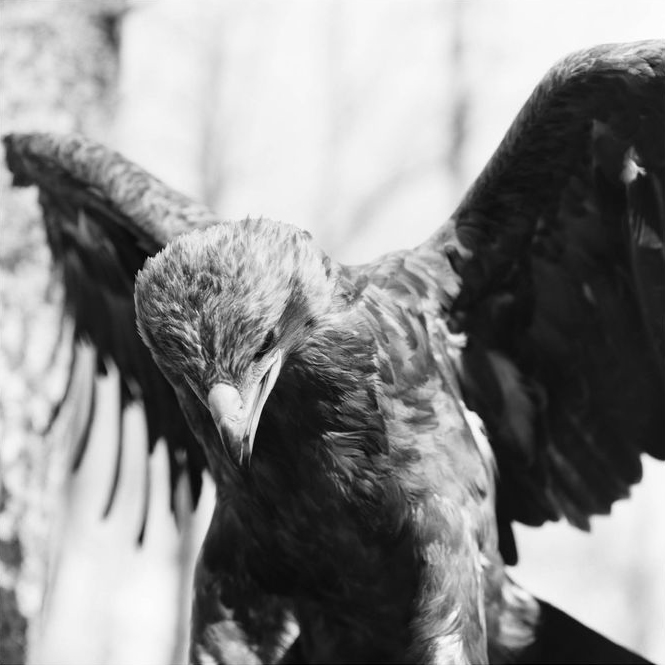 BIOBN, media: Home (Fig. 7)